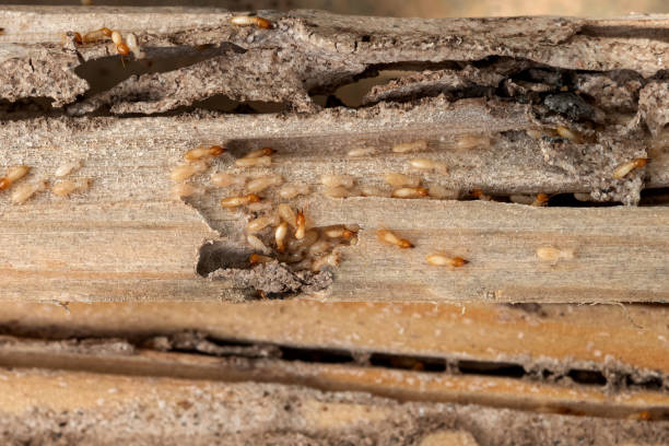Trusted Flomaton, AL Pest Control Experts